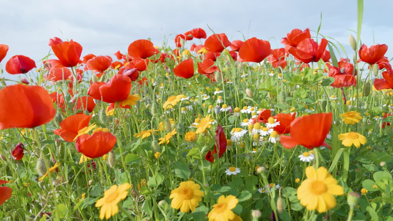 Abbondante fioritura di fiori selvatici in primavera in un prato colorato
