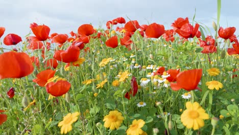 lots of wild flower blossom during spring at colorful meadow