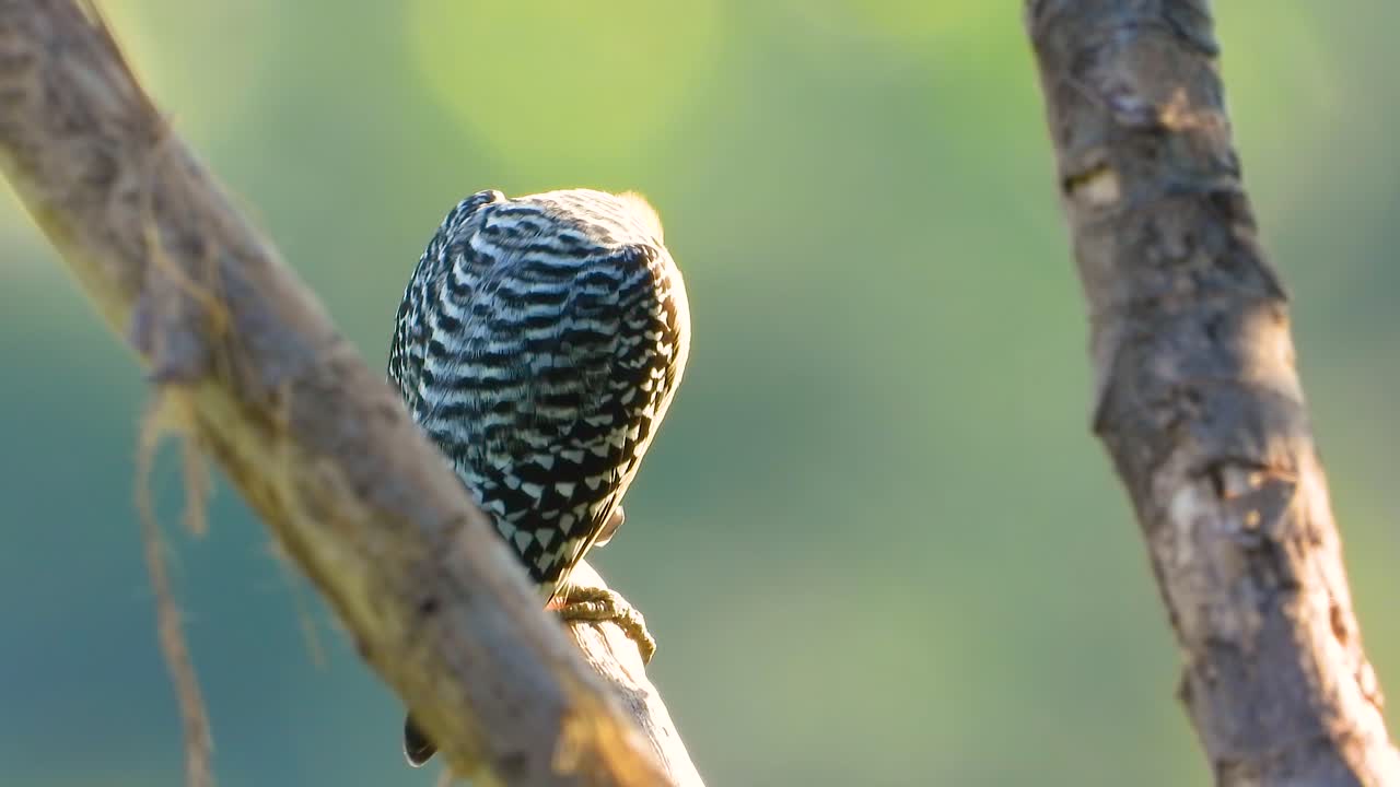 Picchio appollaiato su un ramo nella morbida luce del mattino, di spalle alla macchina fotografica, nel suo habitat naturale.