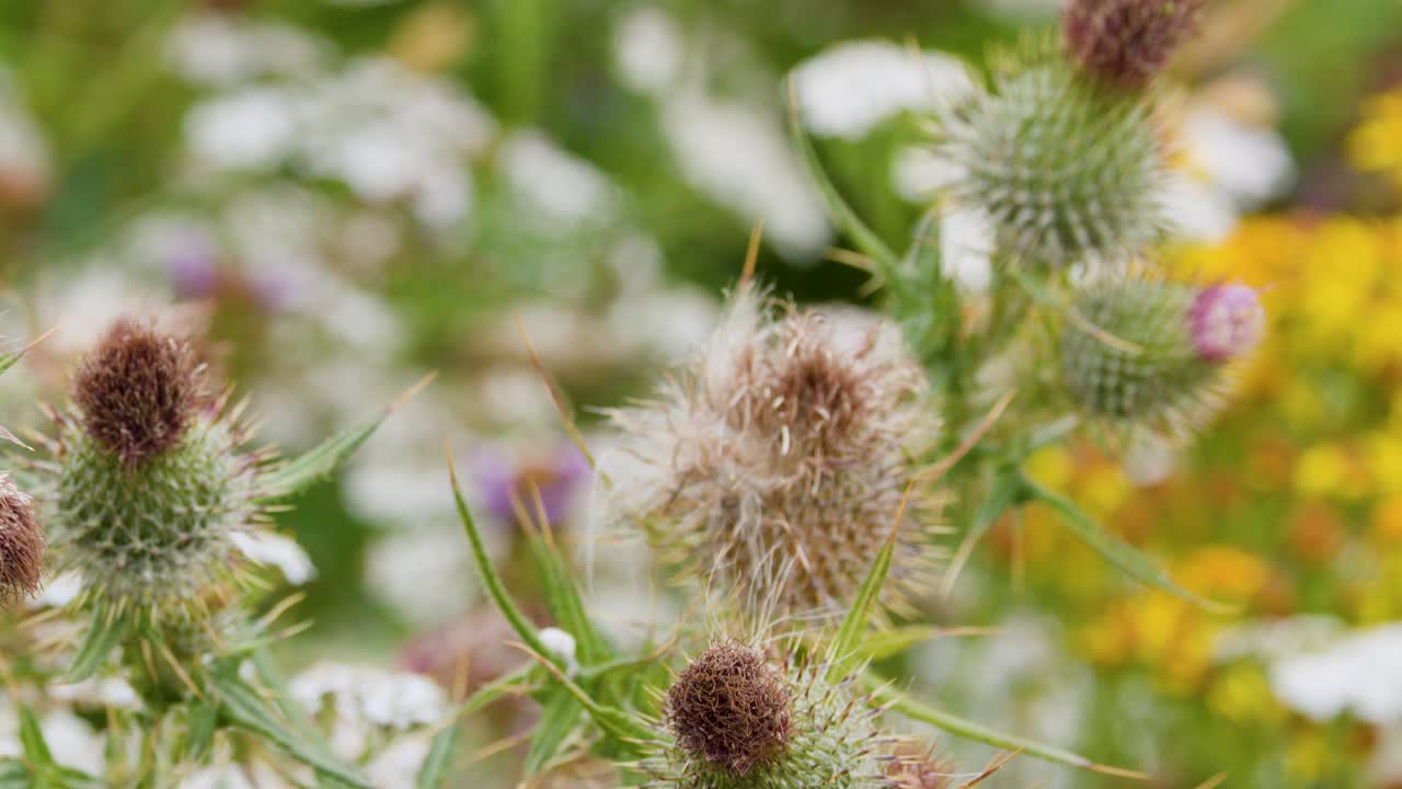 Close-up macro of thistle flower blooming, natural daylight, shallow depth, gentle camera movement