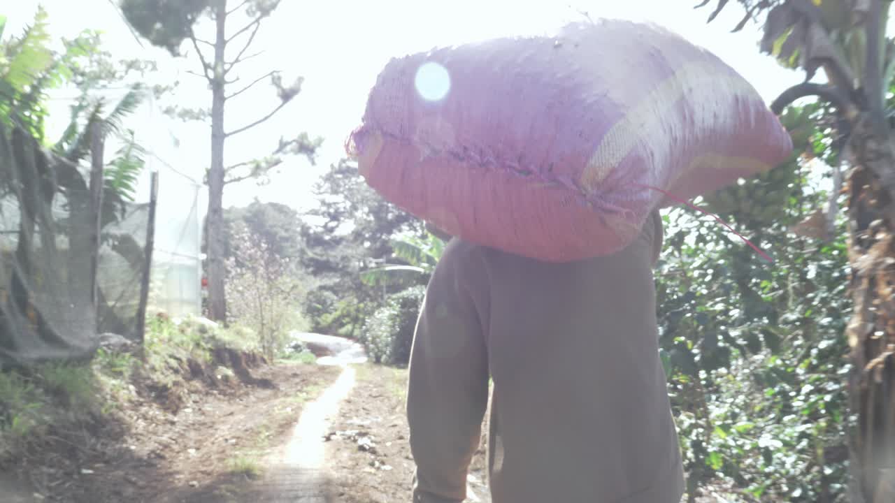 Worker carrying heavy sack of coffee along farm path and leaving it on ground