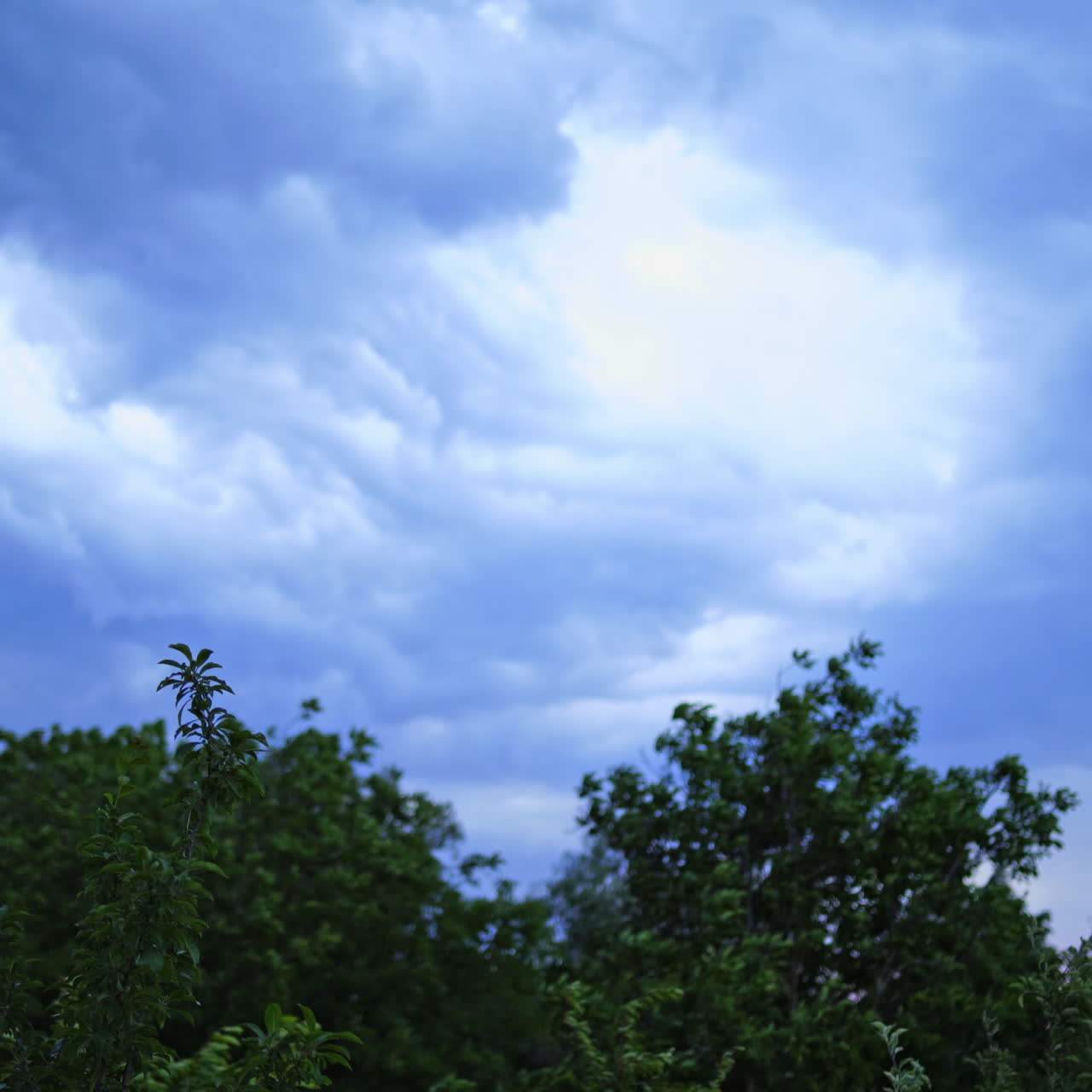 Strong wind shakes big green tree tops at summer day. The wind moving branches of trees on the background of cloudy sky before the rain.