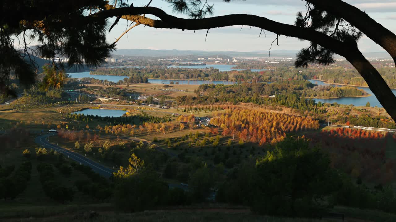 Overlooking Canberra from the arboretum, a tree frames the cityscape in the late afternoon light, blending urban and natural elements.