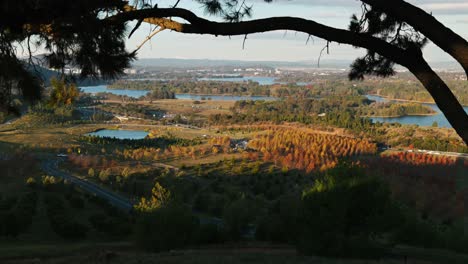 overlooking canberra from the arboretum, a tree frames the cityscape in the late afternoon light, blending urban and natural elements.