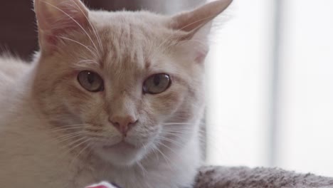 white and orange cat gazing directly at the camera indoors