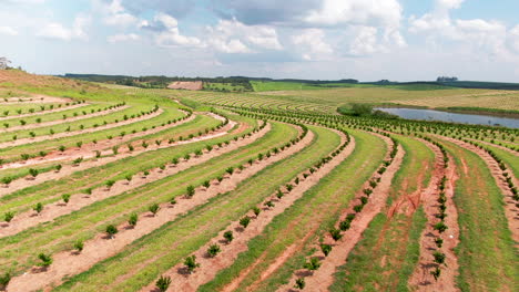 Aerial-view,-tour-above-rows-of-coffee-plantation-crops-next-to-lake