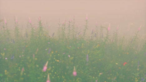 flores silvestres de campo en la niebla profunda