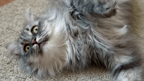 un gato gris y esponjoso descansando en la alfombra