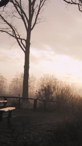 amanecer brumoso en un bosque de invierno