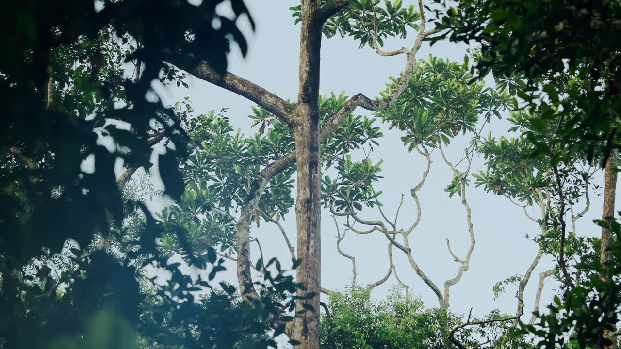 Tropical Rainforest Canopy