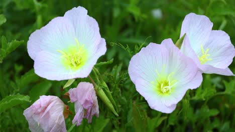 video estático de primer plano de flores de prímula soplando en el viento