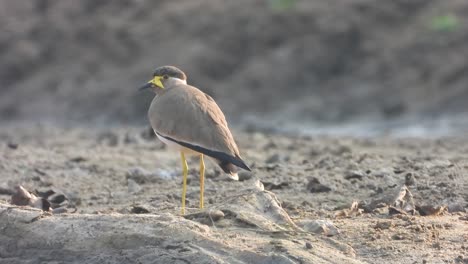 Gelbfleckiger-Vogel-Im-See.