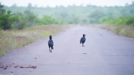 Two-Southern-ground-hornbills-trotting-on-asphalt-savannah-road