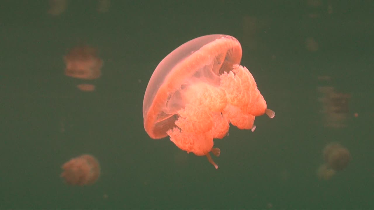 Jellyfish drifting to the surface inside the Jellyfish lake in Palau Island