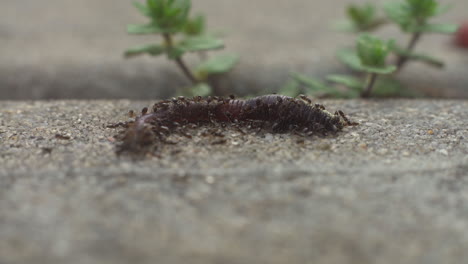 a swarm of ants working as a team harvest a dead earthworm - concept: teamwork, cycle of life, death, waste, remains, work, nature, slaves, army, mindless, bone