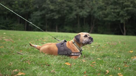 terrier dog wagging tail on a leash resting in a park wide shot