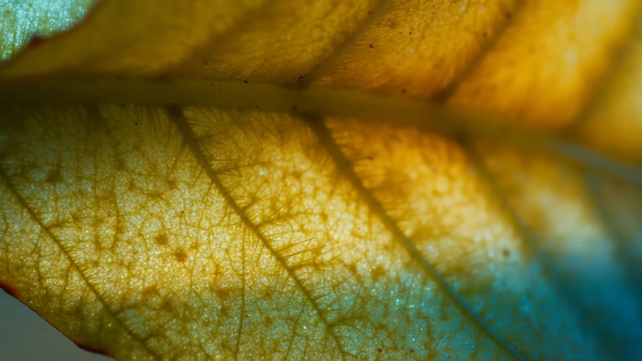 This close-up macro view of a leaf with detailed venation patterns highlights the intricate structure and natural beauty of the plant. The serene and scientific observation captures the bot.