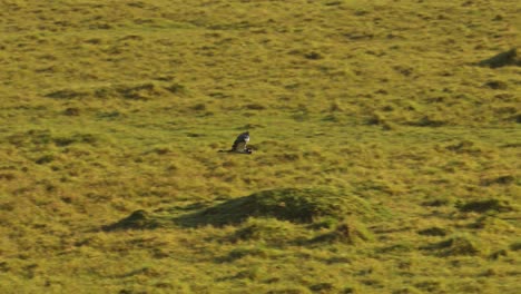slow motion shot of aerial shot from a hot air balloon safari tour over topi in the grasslands of the maasai mara national reserve, african wildlife in kenya, africa animals in masai mara