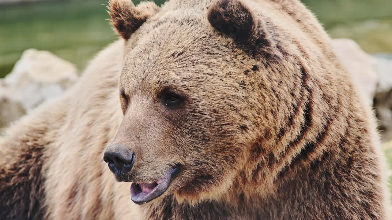 Orso selvatico pacifico che riposa in una giornata autunnale in un ambiente naturale, con la foresta sullo sfondo.