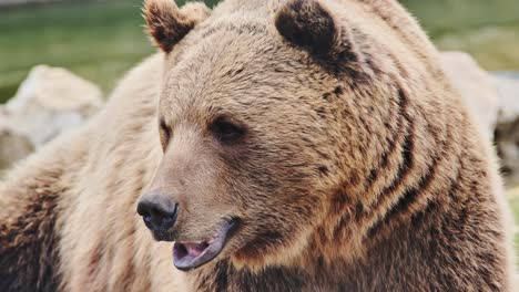 peaceful wild bear resting on autumn day in natural setting, forest in backdrop