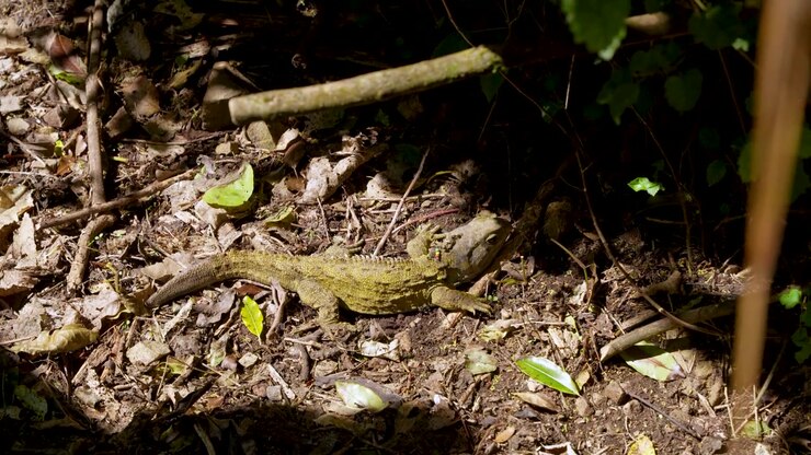 Antico rettile endemico Tuatara che riposa nella foresta nativa durante il giorno sotto il sole in Nuova Zelanda, inquadratura ampia.