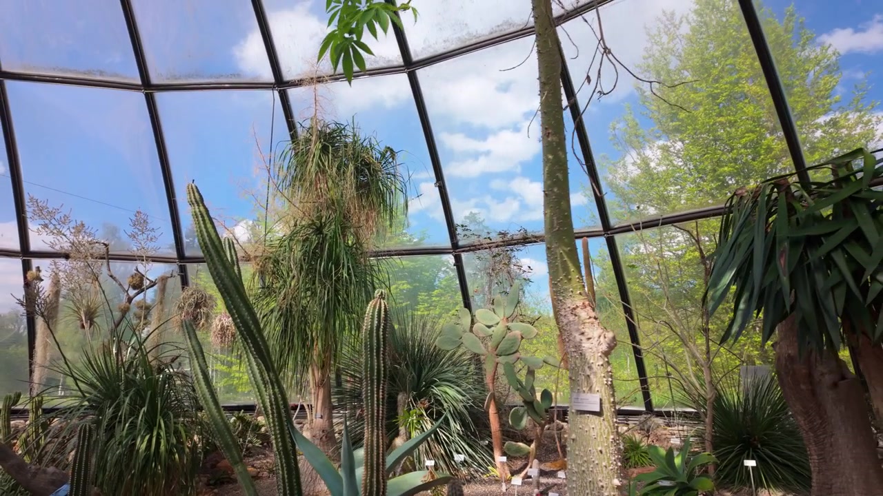 Plantas tropicais exuberantes e vegetação dentro de uma estufa de vidro ou jardim de inverno, grandes vidraças, atmosfera de jardim botânico.
