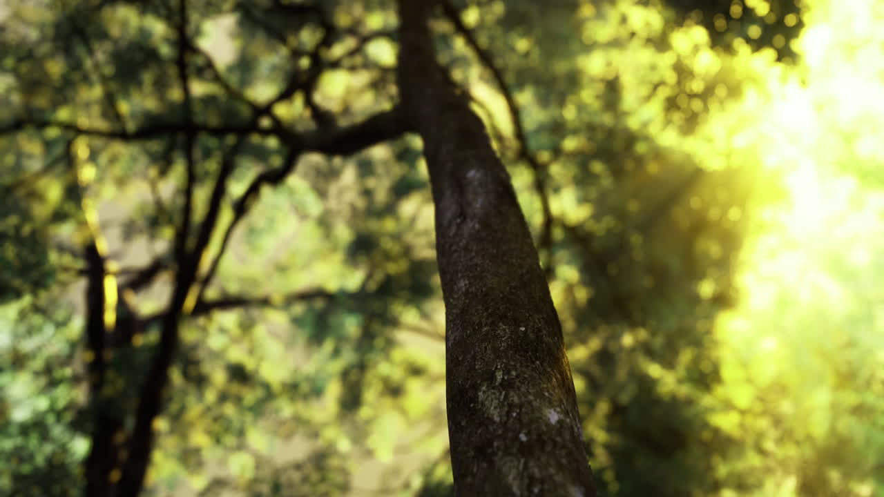 Sunlight filters through leaves of a tall tree in a lush forest during daylight
