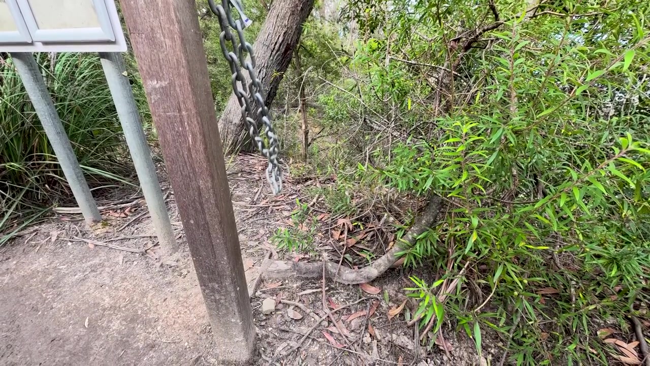 Una catena di metallo oscilla contro un palo di legno su un sentiero nella boscaglia in Australia.