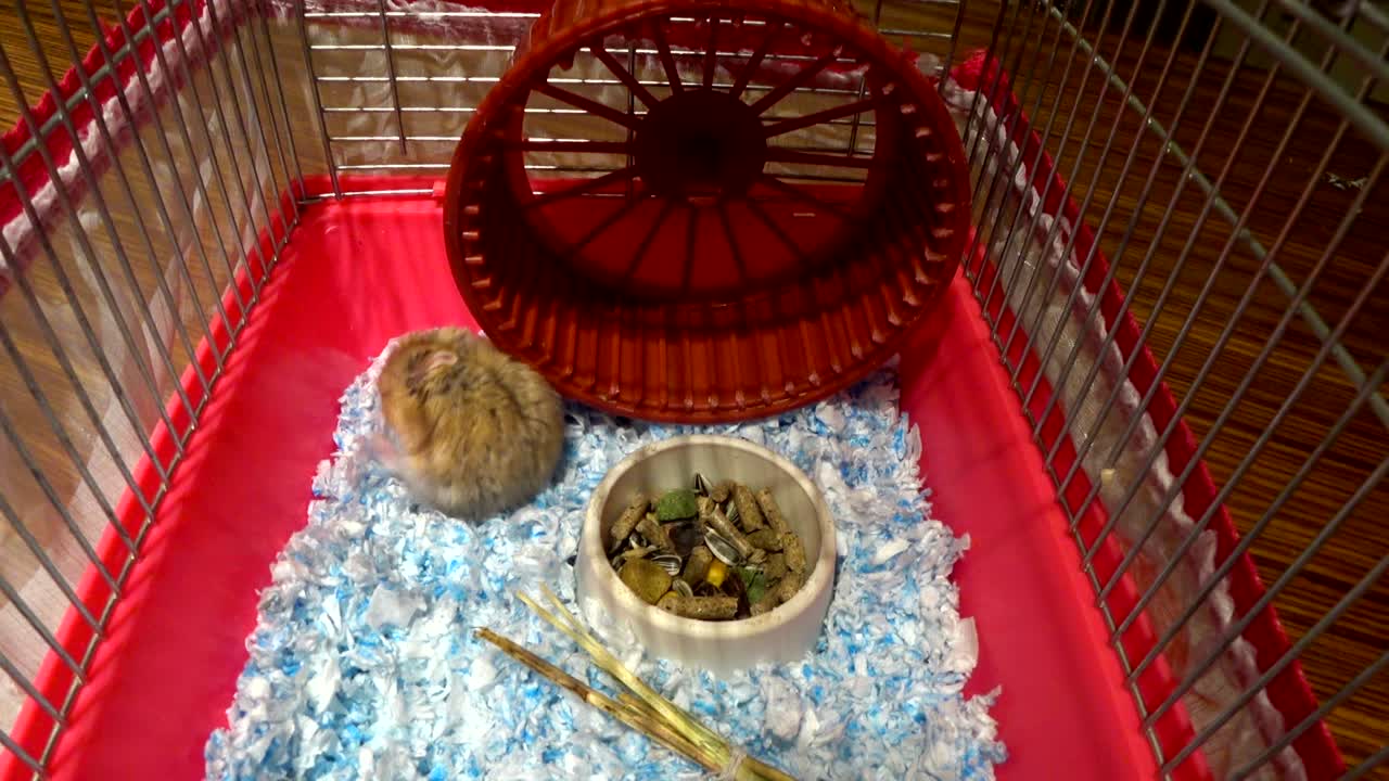 pequeño hámster en una jaula