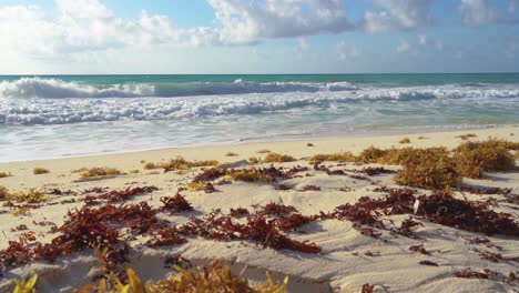 tropical sea waves crashing onto the white sandy shore next to seaweed, while golden sun rays shine through the luminous turquoise sea in cancun, mexico - close up, very low wide angle