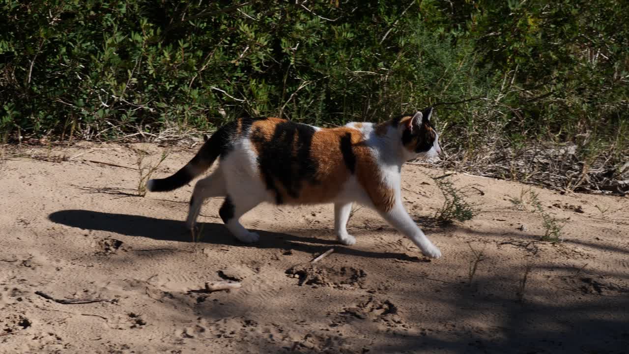 Orange, black and white cat, walking on the sand and watching the surroundings, in slow motion x0.5