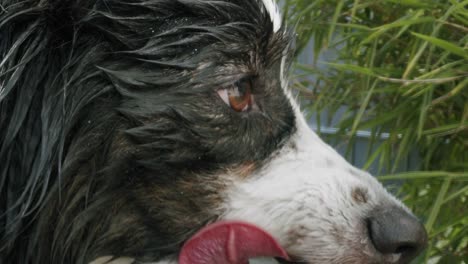 a wet australian shepherd looking to the right side of the frame, while licking his snout