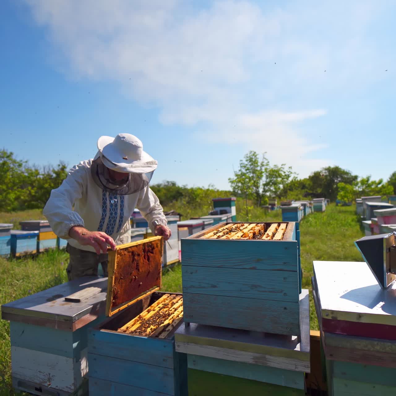 Apiary under blue sky. Beekeeper examining bees in summer among nature. Farmer in protective hat checking bees in the garden. Beekeeping concept.