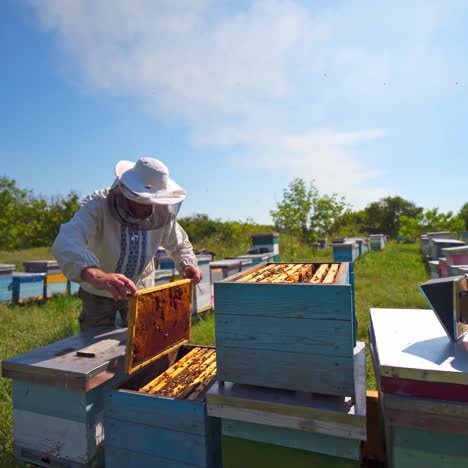 apiary under blue sky. beekeeper examining bees in summer among nature. farmer in protective hat checking bees in the garden. beekeeping concept.