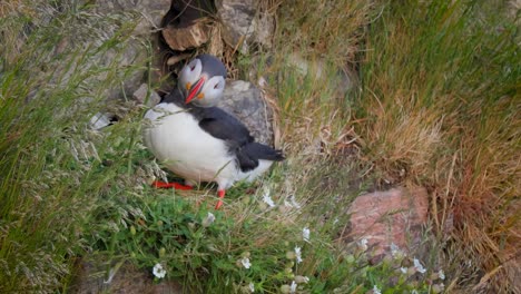 papagayo atlántico (fratercula arctica), en la roca de la isla de runde (noruega).