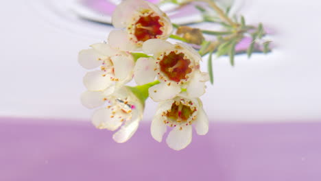 close-up of white flowers