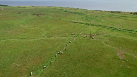 Reveal-shot-with-horses-and-birds-in-Polish-nature-reserve-"Beka"