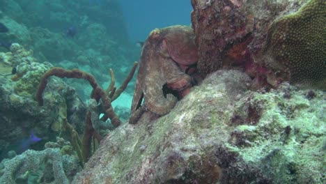 pulpo grande en cabeza de coral