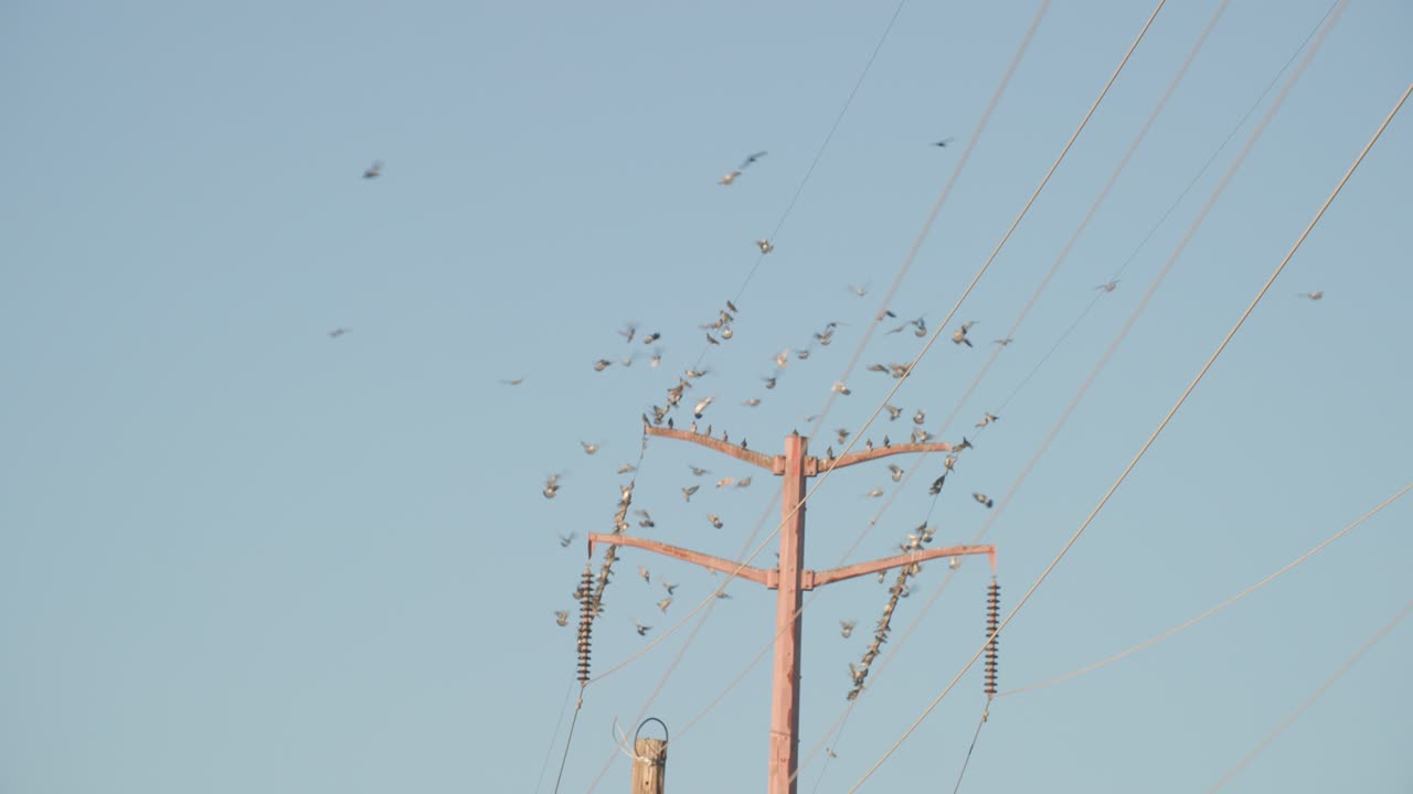 Birds Landing on Telephone Pole, Flock of Birds Flying onto Telephone Wire