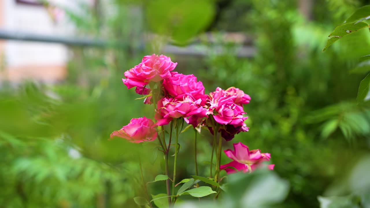 Beautiful pink climbing roses in spring in the garden - close-up of a bush of pale pink roses in natural light - Pink rose bushes blooming
