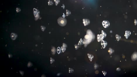 vertical-video-of-smalls-white-jellyfish-swimming-on-a-black-background