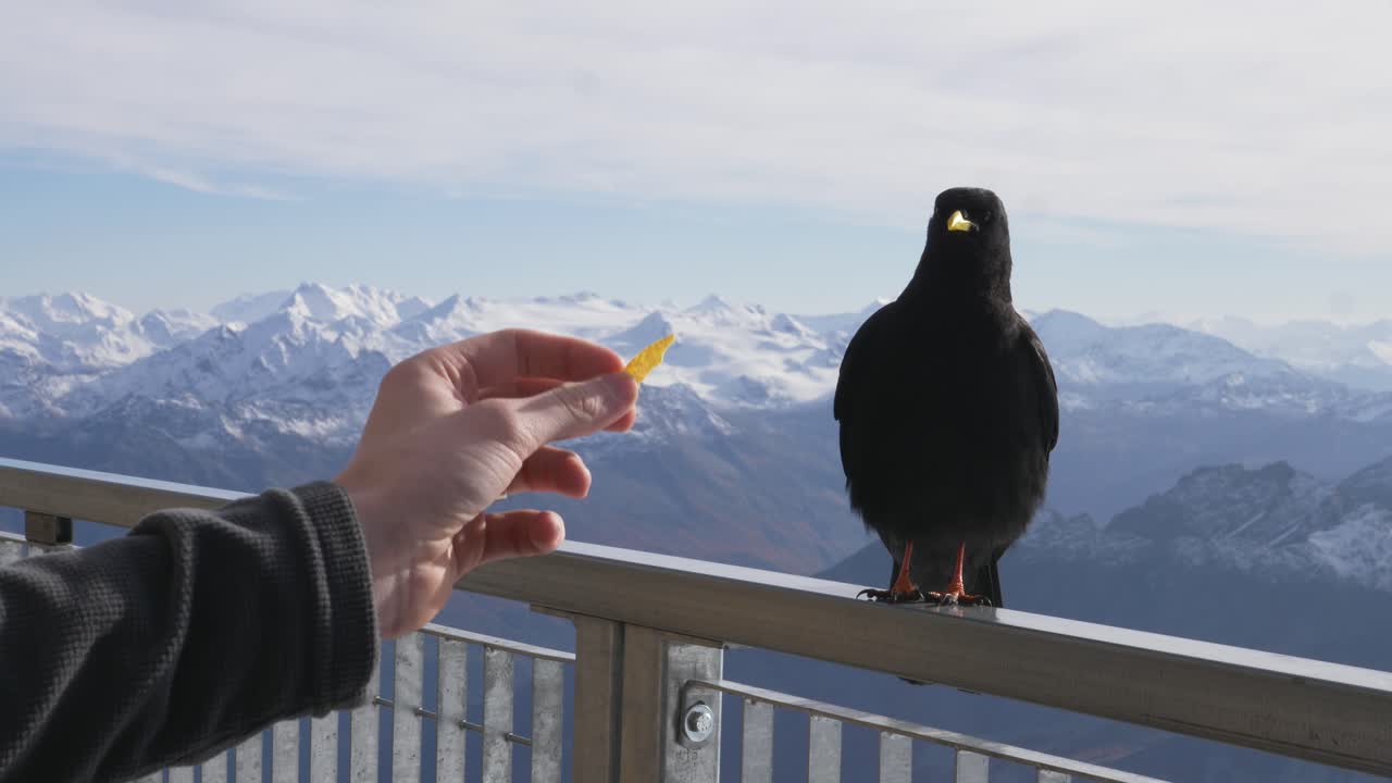 Gracchio alpino in un caffè in cima alla montagna, che considera di mangiare patatine dalla mano.