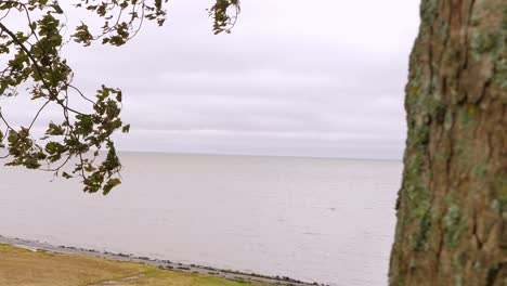 Herbst-Auf-Der-Insel-Sylt:-Äste-Bewegen-Sich-Im-Wind-Und-Das-Meer-Im-Hintergrund