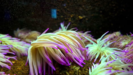 moon jellyfish inside water aquarium underwater translucent sea life