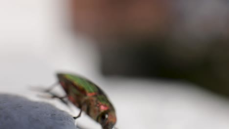 jewel beetle crawls on a white surface with blurred background