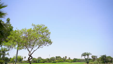 árbol-Increíble-En-El-Parque-De-Golf-Verde-Punta-Cana-República-Dominicana