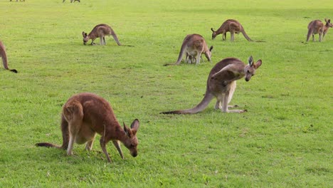 kangaroos peacefully grazing in a lush field