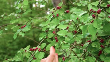 Eine-Attraktive-Brünette-Frau-Schaut-Genau-Hin-Und-Untersucht-Einen-Grünen-Busch-Mit-Kleinen-Roten-Beeren-Im-Wald