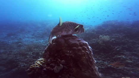 pufferfish on coral reef