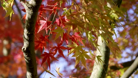 Slow motion cinematic close up of beautiful fall colors waving in wind